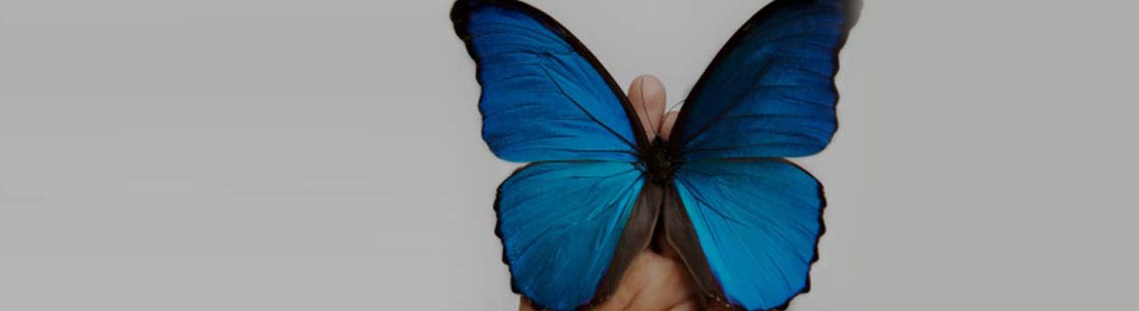 Butterfly Pathway - Events