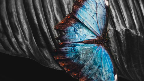 Butterfly - Thumbnail