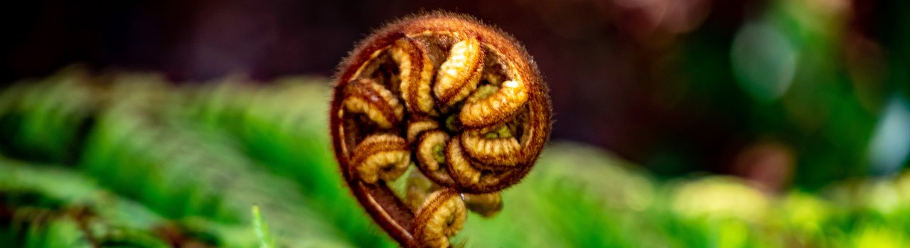 Te Tiriti O Waitangi Module