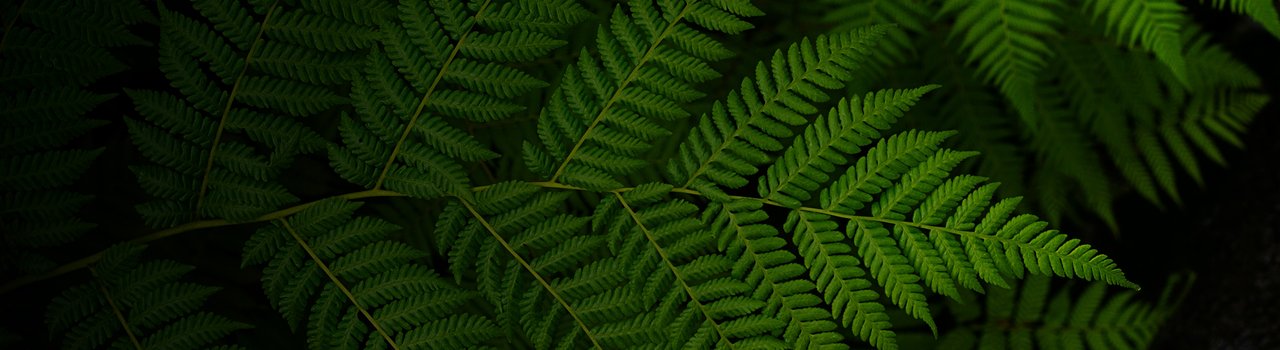 EG32_Alyce Lysaght_Banner