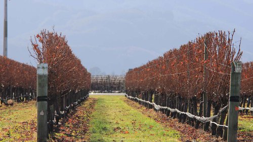 Nelson-Marlborough branch