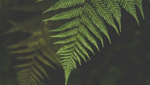 pexels-ylanite-koppens-1495160 (1)