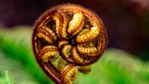 Te-Tiriti-o-Waitangi_Banner-1296x350