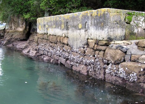 Whitianga Old Stone Wharf 2