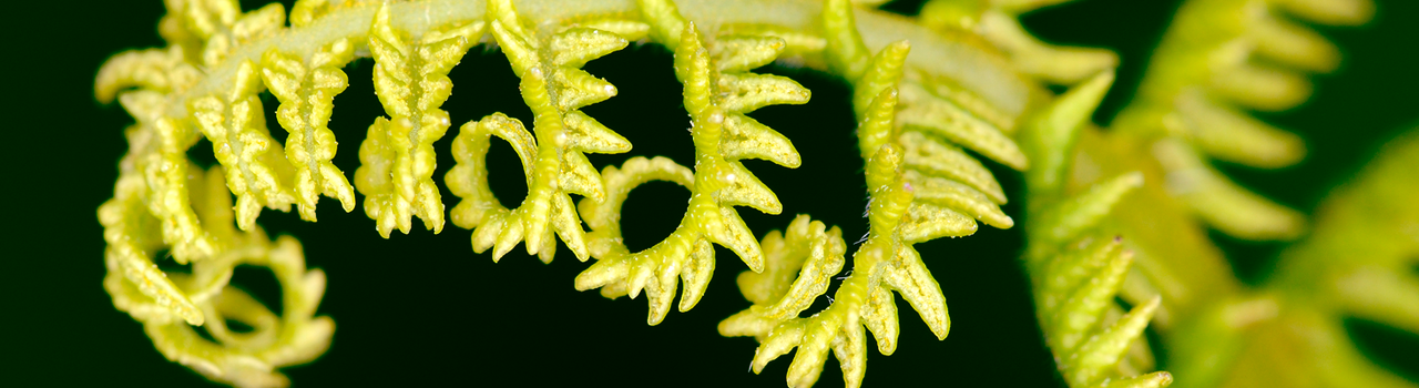 KimihiaRangahaua_banner_English